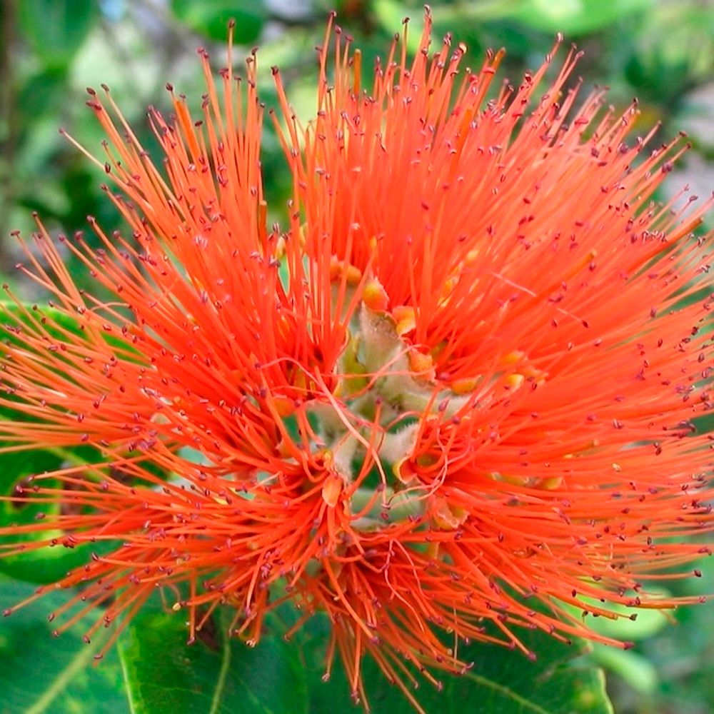 Метросидерос в средней полосе России